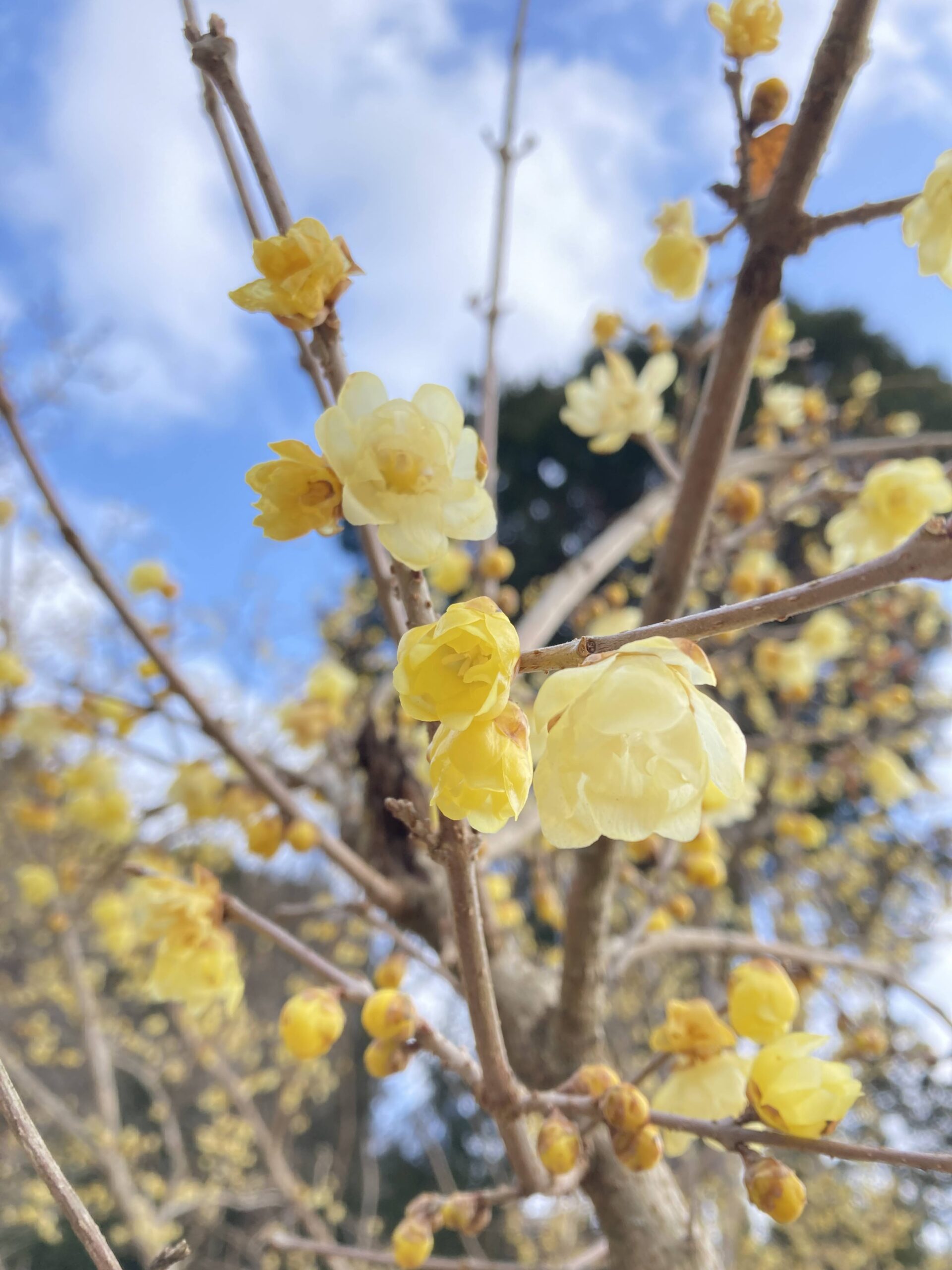 2023年2月3日神奈川県松田町