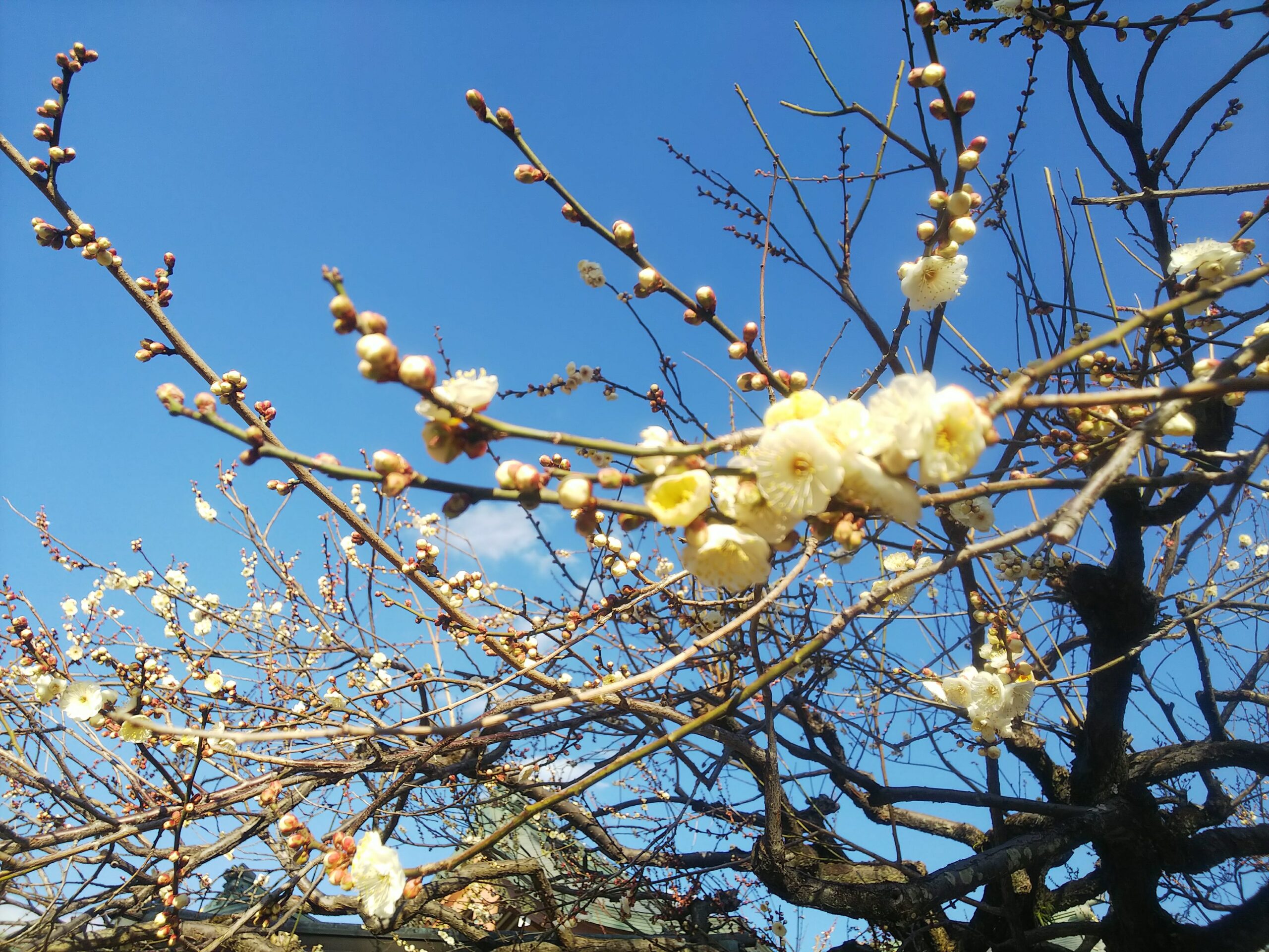 2019年北野天満宮