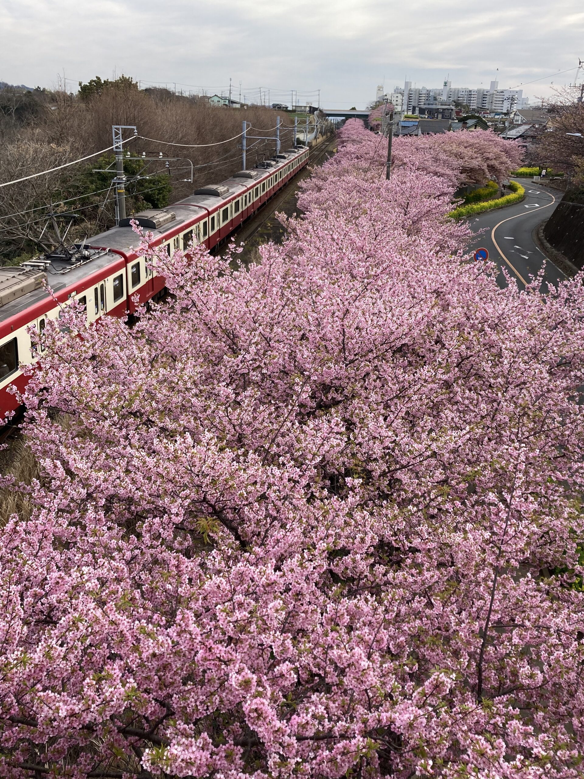 2023年3月1日神奈川県三浦市小松ヶ池公園